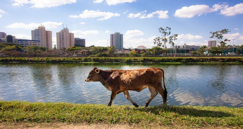 Cultural and Regional Variations in Mental Health Concerns in Modern American Society